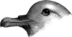 "Priocella tenuirostris. Slender-billed Fulmar. Adult: Plumage white, with clear pearly-blue mantle, and black primaries, just like a gull; the mantle beginning faintly on the nape, continuing over whole back, rump, tail, wing-coverts and inner quills; edge of the wing slaty-gray; primaries black, their shafts yellowish-white at base, their inner webs pearly-white to near the ends; white of first primary extending to within two inches of the tip, further on the rest successively, reaching the end on the 6th; outer webs of secondaries slaty-black, inner white; a small dusky spot before eye; a faint pearly shade on sides of breast and body. Bill and feet (dry) yellow; nasal tube and hood obscured with bluish horn-color." Elliot Coues, 1884
