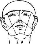 This is a male face shown with a bald head. The head is tilted slightly backwards.