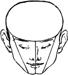 This is a male face shown with a bald head. The head is tilted forwards.