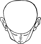 This is a bald head shown tilted completely forward.
