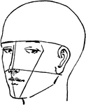 This is a profile of a male face.
