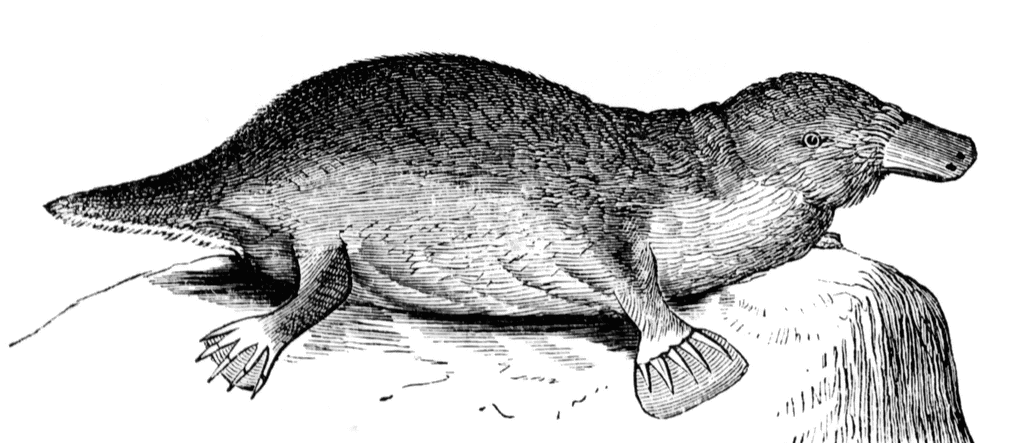 Featured image of post Platypus Clipart Black And White Because platypuses eyes contain cone receptors it is believed they can also see colour