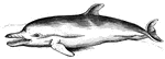 The common Dolphin is distinguished by a single blow-hole and numerous conical teeth.