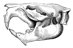 Skull of the Beaver.