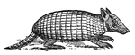 Armadillos are native to South America and are classed with the edentata or toothless animals.