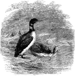 "Colymbus torquatus. Common Loon. Great Northern Diver. Adult: Bill black, the tip and cutting edges sometimes yellowish. Feet black. Iris red. Head and neck deep glossy greenish-black, with lustrous purplish reflections on the front and sides of the head. A patch of sharp white streaks on the throat, and another larger triangular patch of the same on each side of the neck lower down, the two last nearly or quite meeting behind, separate in front. Sides of breast striped with black and white. Entire upper parts, wing-coverts, inner secondaries, and sides under the wings, glossy black; all except the sides thickly marked with white spots; those of the scapulars, tertials, and middle back, large, square, and regular; those of other parts smaller, oval, smallest on rump, most numerous on wing-coverts. Upper tail-coverts greenish-black, immaculate. Wing-quills brownish-black, lighter on inner webs. Under surface of wings, axillars, and under parts generally from the neck, pure white; the lower belly with a dusky band. The white throat-patch consists usually of five or six streaks; in this, as in the lateral neck-stripes, the individual feathers are broadly black, with sharp white edges toward their ends." Elliot Coues, 1884