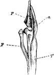 "F. Fibula; T, tibia, with a, its cnemial process, and P, large patella, of a grebe." Elliot Coues, 1884
