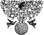 This is a fruit tree drawing, possibly and apple tree. Its roots are shown in the shape of a ball and there are three birds circulating the tree.