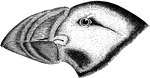 "Fratercula arctica. Common Puffin. Sea Parrot. Crown of head grayish-black, sharply defined against color of sides of head, separated by a slight ashy cervical collar from the dark color of the upper parts. Sides of head, with chin and throat, ashy-white nearly white between eyes and bill, with a dark ashy patch on side of throat. Upper parts glossy blue-black, continuous with a broad collar around the neck in front, not extending to the bill. A narrow line of white along border of fore-arm. Under parts from the neck pure white, the long feathers of the sides and flanks blackish. Under surface of wings pearly-gray; inner webs of primaries and secondaries grayish-brown, the shafts brown, with black ends and whitish bases. Iris brown. Eyelids vermilion-red, the excrescences grayish-blue. Basal collar of bill and first ridge dull yellowish; nasal saddle and corresponding shoe of lower mandible grayish-blue; rest of bill vermilion-red, the tip of the lower mandible and two terminal grooves often yellowish; rosette of mouth orange-yellow; feet coral or vermilion-red; claws black." Elliot Coues, 1884