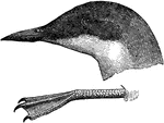 "Brachyrhamphus craverii. Craveri's Murrelet. Entire upper parts unvararied cinereous, slightly darker on head; this color extending on head to include eyelids, and a little farther down on the nape; thence in a straight line along middle of side of neck to shoulders, thence along sides of body in a strip nearly an inch broad, the elongated flank-feathers being also of this color; other under parts pure white, under surface of wing dark. Primaries black, the greater part of their shafts and inner webs whitish. Bill black, the base of lower mandible pale; feet whitish-blue, black below." Elliot Coues, 1884