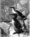 "Lomvia troile. Common Guillemot, or Murre. Adult in summer: Head and neck all around rich dark maroon brown, changing on upper parts into dark slaty-brown, nearly uniform, but most of the feathers of the back and rump with slightly lighter, more grayish-brown, edges. Secondaries narrowly but distinctly tipped with white. Under parts from the throat pure white, the sides and flanks marked with dusky or slaty, the lining of the wings varied with white and dusky. Bill black; mouth yellow; eyes brown; feet blackish. In some cases, not in most, a white "eye-glass," consisting of a rim around eye and handle back of eye in the furrow of the plumage." Elliot Coues, 1884