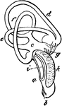 "Membranous labyrinth of Haliaetus albicilla (White-tailed Eagle), X2.  a,b, cochlea; b, its saccular extremity (or lagena); c, vestibule; g, its utricle; d, anterior of superior vertical semicircular canal; e, external or horizontal semicircular canal; f, posterior of inferior vertical semicircular canal; h, membranous canal leading into aqueduct of the vestibule; k, vascular membrane covering the scala vestibuli; opposite this, at i, are seen the edges of the cartilaginous prisms in the fenestra rotunda; from the edges of these cartilages proceeds the delicate membrane closing the opening of the cochlea (not shown in the fi.)" Elliot Coues, 1884