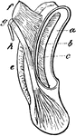 "Cochlea, X3. a, external, b, internal, cartilaginous prism; c, membranous zone; d, saccular extremity of the cochlea, or lagena; e, vascular membrane; f, auditory nerve, its middle fascicle penetrating the internal cartilaginous prism, to reach the membranous zone by its terminal filaments; g, auditory nerve, its posterior fascicle, running to the most posterior part of the lagena; h, filament to ampulla of posterior or inferior vertical semicircular canal." Elliot Coues, 1884