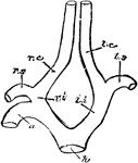 "h, root of aorta; 1, arch of aorta, to the right side; li, left innominate; ri, innominate; ls, left subclavian; rs, right subclavian; lc, left carotid; rc, right carotid. Aves bicarotidinae normales, with two carotids, both alike." Elliot Coues, 1884