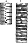 "a, an inch of trachea, contracted to the utmost, the rings looking like alternating half-rings; b, the same, stretched to two inches, the rings evidently complete, with intervening membrane." Elliot Coues, 1884