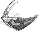"Very generally, in cranes and swans, the trachea enters the keel of the sternum, which is excavated to receive it, and where it forms one or more coils before emerging to pass to the lungs. This curious winding is carried to the extreme in our Grus americanus, the whoopong crane, in which the wind-pipe is about as long as the whole bird, and about half of it - over two feet of it! - is coiled away in the breast-bone." Elliot Coues