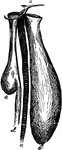 "Gular pouch of bustard; a, tongue; b, the pouch, opening under a, hanging in front of c, the trachea, behind which is the aesophagus, d, with its crop, e." Elliot Coues, 1884