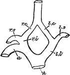 "h, root of aorta; 1, arch of aorta, to the right side; li, left innominate; ri, innominate; ls, left subclavian; rs, right subclavian; lc, left carotid; rc, right carotid. Aves conjuncto-carotidinae, with two carotids, which speedily unite in one.Bittern, both alike." Elliot Coues, 1884