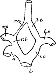 "h, root of aorta; 1, arch of aorta, to the right side; li, left innominate; ri, innominate; ls, left subclavian; rs, right subclavian; lc, left carotid; rc, right carotid. Aves conjuncto-carotidinae, with two carotids, which speedily unite in one. Cockatoo, right very small." Elliot Coues, 1884