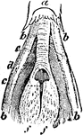 "Glottis, or opening of trachea in the mouth; a, base of tongue; b, b, horns of hyoid bone; c, rima glottidis, cleft or chink of the glottis; d, a triangular vacuity; e, an elastic ligament; d, d and e represent an epiglottis; f, f, a papillose surface." Elliot Coues, 1884