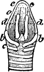 "Larynx viewed from behind (above); a, thyroid bone; b, b, its appendages; c, cricoid; d, d, arytenoids; e, e, anterior border of thyroid, to which d, d, are connected by two arytenoid ligaments." Elliot Coues, 1884