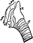"Larynx viewed from the right side; a, thyroid; b, appendage; c, cricoid; d, arytenoid; f, f, cartilage attached to arytenoid; g, a tracheal ring." Elliot Coues, 1884