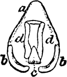 "Larynx viewed from behind; a, thyroid; b, b, its appendages; c, cricoid; d, d, arytenoid." Elliot Coues, 1884