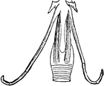 "Muscles of the larynx. - thyro-hyoids." Elliot Coues, 1884