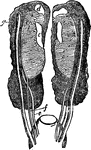 "Uro-genital organs of female embryo bird; from Owen, after Muller.  a, kidneys: b, wolffian bodies; c, genital glands, to become overies; d, adrenals; e, ureters f, wolffian ducts, to disappear; g, mullerian ducts, to become oviducts." Elliot Coues, 1884