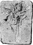 "Oldest known ornithological treatise, illustrating also the art of lithography in the Jurassic period, engraved by Archaeopteryx Lithographica. From the original slab in the British Museum." Elliot Coues, 1884