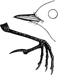 "Anthus Ludovicianus. Louisiana Pipit. American Titlark. Brown Lark. Wagtail. Bill blackish, pale at base below; feet brown. bill .50; tarsus .90." Elliot Coues, 1884