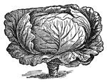 Cabbage is for culinary purposes and feeding cattle.