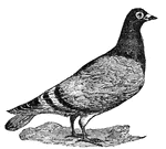 Carrier pigeons are also known as homing pigeons.