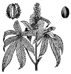 Castor oil is made from the seeds of this plant. This oil is used in medicine for a purgative and is a remedy for dysentery and irritation of the stomach.