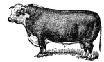The hereford bull is used for reproduction of cattle and for beef. Some bulls are used for Spanish traditions.