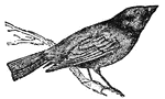 Cow-Birds or Cow-Buntings are in the starling family.