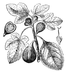 A small fruit tree which has large leaves and fruits called figs.