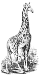A giraffe is also known as a Camelopard. The giraffe is the tallest of quadrupeds.