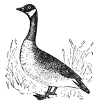 A goose is a web-footed bird of the duck family.