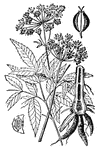 Hemlock is a genus of poisonous plants. It has a tall, hollow stem and white flowers.