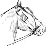 A bridle is a piece of equipment used to direct a horse. This bridle includes both the head stall that holds a bit which goes in the mouth of a horse, and the reins that are attached to the bit.