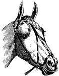 Headgear without a bit that uses a nose band to control a horse is called a hackamore, or, in some areas, a bitless bridle. There are many different designs with many different name variations, but all use a nose band that is designed to exert pressure on sensitive areas of the animal's face in order to provide direction and control.
