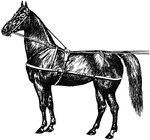 A horse harness is a type of horse tack that allows a horse or other equine to pull various horse-drawn vehicles such as a carriage, wagon or sleigh. Harnesses may also be used to hitch animals to other loads such as a plow or canal boat.