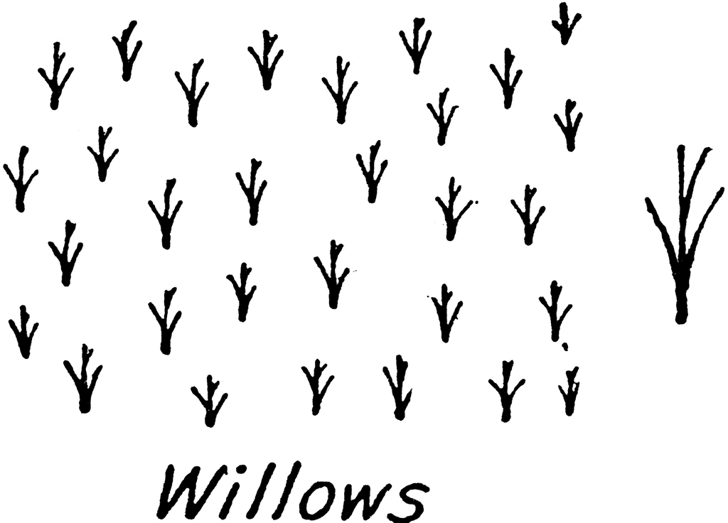 willow tree: Let's Move on to Learning How to Decipher Tumble Drying Symbols