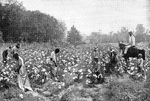 A typical cotton field with many workers
