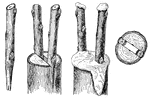 (a) cut several scions, each having a few buds, making the ends in a wedge shape; (b) insert scions into a split trunk; (c) cover with grafting wax to prevent drying out