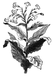 The tobacco plant is used in the manufacture of cigars, cigarettes, snuff, and pipe and chewing tobacco. It is a member of the nightshade family.