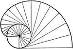 A helix spiral generated by revolving about an axis at an angle less than 90 degrees. This generates a cylindrical or coned shape as the tip meets.