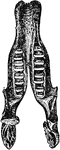 The lower jaw and teeth of the Megatherium, elephant sized sloth. The teeth are quandrangular, or triangular cylinder, shaped and grew during their life time.