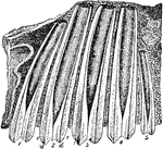 Illustration showing the upper molar teeth of the megatherium, a giant sloth. The teeth were 7 to 8 inches inside the gums.